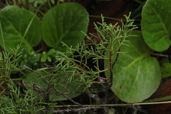 Juniperus pseudosabina