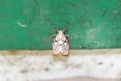 Miltochrista irregularis