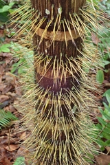 Nephrosperma vanhoutteanum