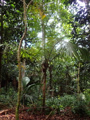 Nephrosperma vanhoutteanum