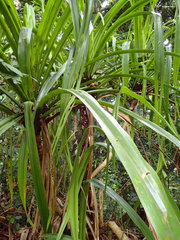 Pandanus sechellarum