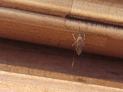 Coquillettidia perturbans