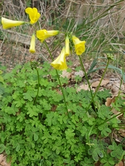 Oxalis pes-caprae