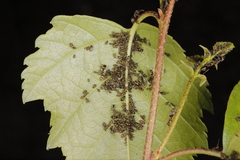 Callipterinella tuberculata