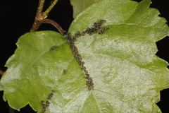 Callipterinella tuberculata