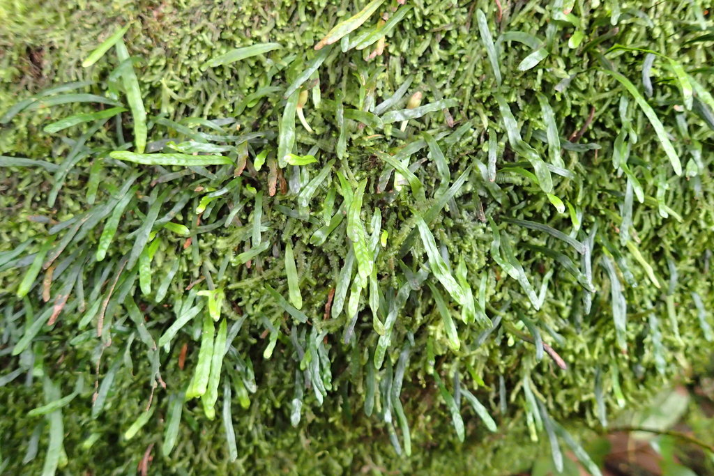 Grammitis pervillei