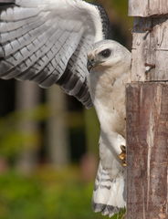 Buteogallus lacernulatus
