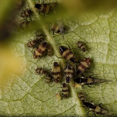 Callipterinella tuberculata