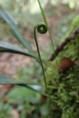 Haplopteris ensiformis