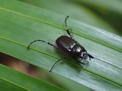 Perissosoma aenescens