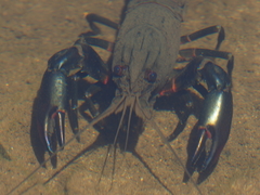 Cherax cainii