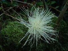 Barringtonia asiatica