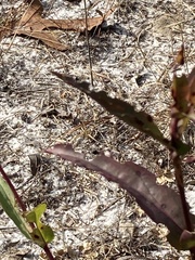 Pterocaulon pycnostachyum