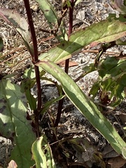 Pterocaulon pycnostachyum