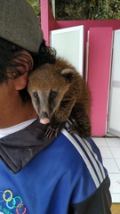 Nasua
