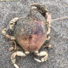 Pseudocorystes sicarius