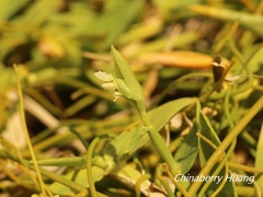 Thuarea involuta