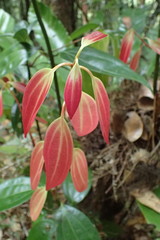 Cinnamomum verum
