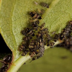 Callipterinella tuberculata