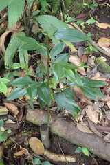 Cinnamomum verum