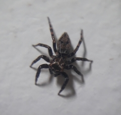 Coryphasia nigriventris