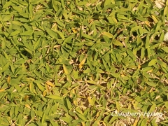 Thuarea involuta