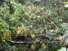 Cinnamomum verum