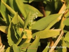 Thuarea involuta