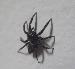 Coryphasia nigriventris