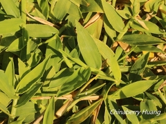 Thuarea involuta