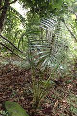 Deckenia nobilis