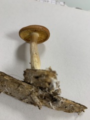 Gymnopilus bellulus