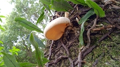 Lentinus scleropus