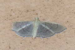 Poliobotys ablactalis