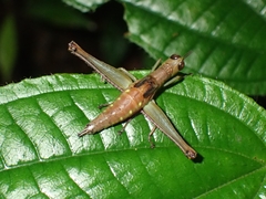 Euschmidtia cruciformis