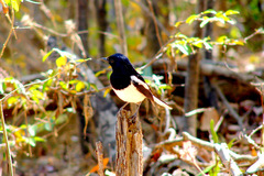 Copsychus albospecularis