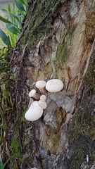 Lentinus scleropus