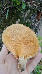 Lentinus scleropus