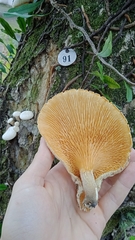 Lentinus scleropus