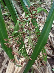 Mapania floribunda