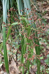 Mapania floribunda