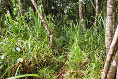 Martellidendron hornei