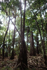 Martellidendron hornei