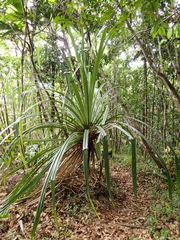 Martellidendron hornei