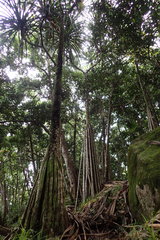 Martellidendron hornei