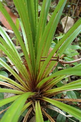 Martellidendron hornei