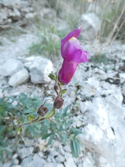 Antirrhinum majus