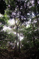 Martellidendron hornei