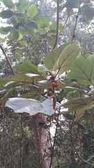 Ficus esquiroliana