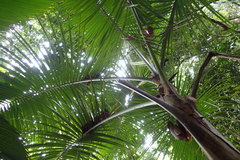 Nephrosperma vanhoutteanum